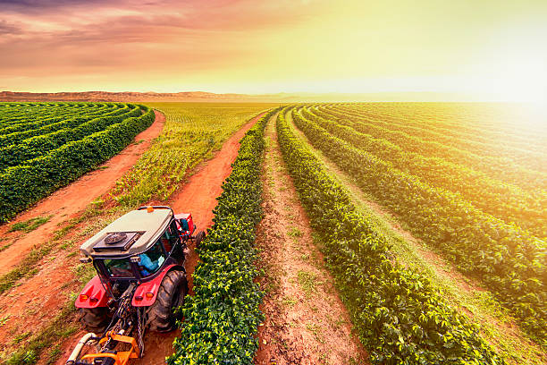 photo taken above a tractor on coffee plantation.