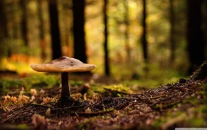 Lion’s Mane Mushroom Coffee