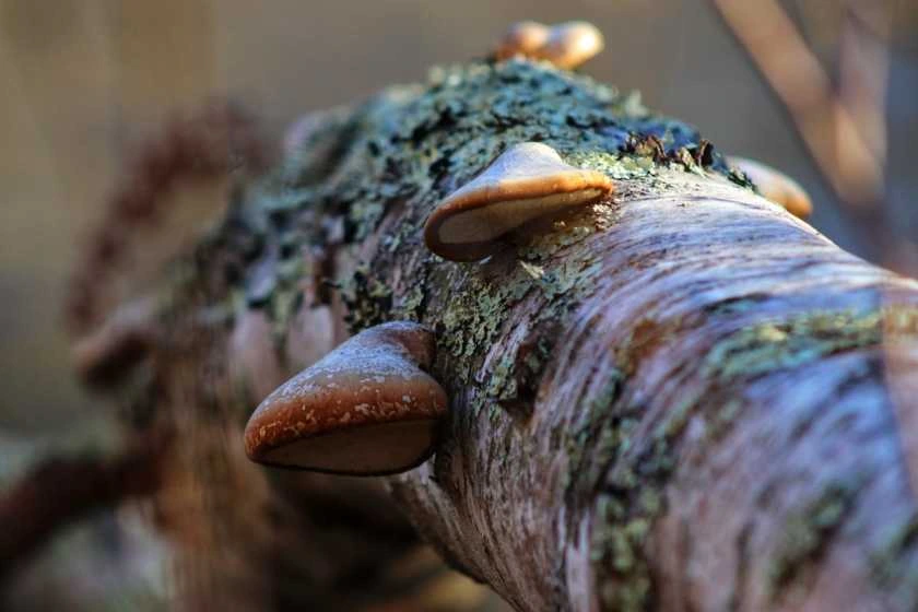 Doze Mushroom Coffee